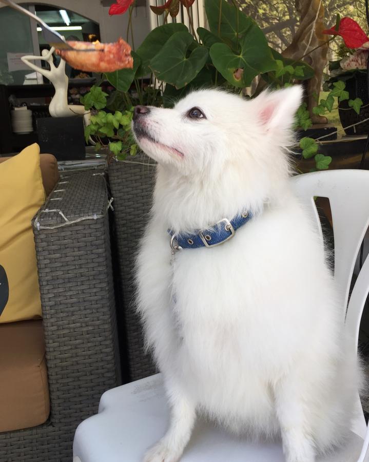 Bellagio Pets Friendly Resort Hongkong Exteriör bild